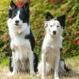 Border Collie puppies from Croisan Creek Border Collies