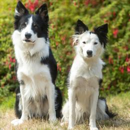 Border Collie puppies from Croisan Creek Border Collies