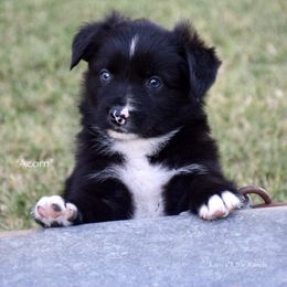 Acorn - Black & white male Miniature Australian Shepherd puppy in Evant, Texas from Lazy VT Bar Ranch