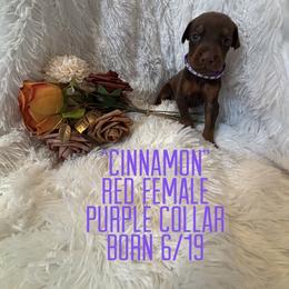 Cinnamon - Red and rust female Doberman Pinscher puppy in Wellington, Ohio from Jessie (TDD, llc)