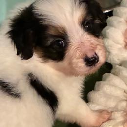 Champ - White black and tan male Papillon puppy in Frostproof, Florida from Sequence Papillon