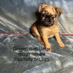 Ginger - Red female Brussels Griffon puppy in Dawson Springs, Kentucky from Precious Paws and Galafrey