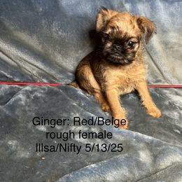 Ginger - Red female Brussels Griffon puppy in Dawson Springs, Kentucky from Precious Paws and Galafrey