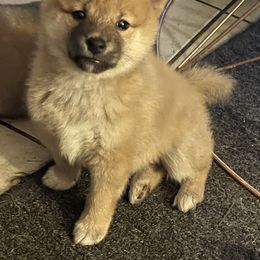 Chihuahua and Shiba Inu Puppies from The Animal Farm at Clewiston