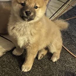 Chihuahua and Shiba Inu Puppies from The Animal Farm at Clewiston