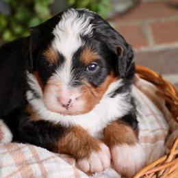Cherry - Tri-color female Bernedoodle puppy in Lancaster, Pennsylvania from Homestead Bernedoodles
