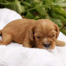 Geo - Ruby male Cavalier King Charles Spaniel puppy in New Holland, Pennsylvania from Mountain Breeze Puppies