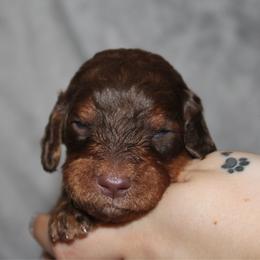 Shark - Phantom male Goldendoodle puppy in Howard City, Michigan from Doodles and Chaos