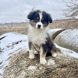 Gumdrop - Black tri-color female Australian Shepherd puppy in Kentland, Indiana from Pine Grove Aussies