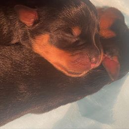 Rottweiler Puppies from Hale Haus Rottweilers