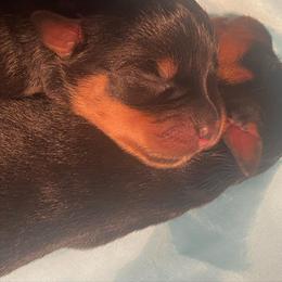 Rottweiler Puppies from Hale Haus Rottweilers