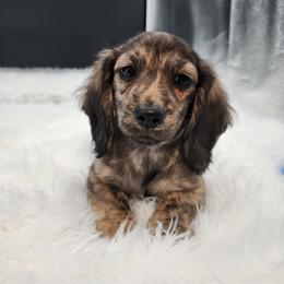 Louie - Brindle male Dachshund puppy in Smallett, Missouri from Doxie Holler
