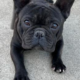 French Bulldogs from East Sac Frenchies