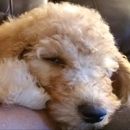 Poodles from OhMGee Poodles