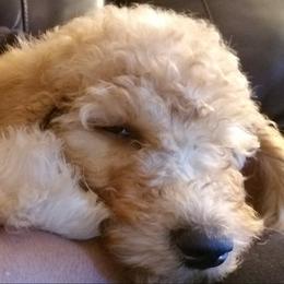 Poodles from OhMGee Poodles