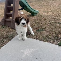 Saint Berdoodle Puppies from Country Manor Saint Berdoodles