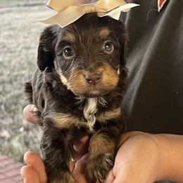Merry - Red phantom female Aussiedoodle puppy in Yellville, Arkansas from Ozark Mountain Doodles & Pugs