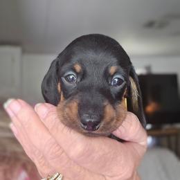 Gracie Mae - Black and tan female Dachshund puppy in Dunnellon, Florida from Southern Class with Sass Doxies
