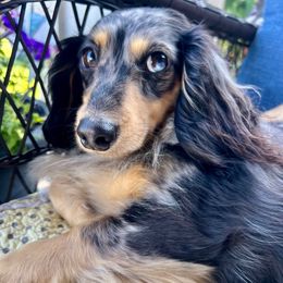 Lottie - Dachshund