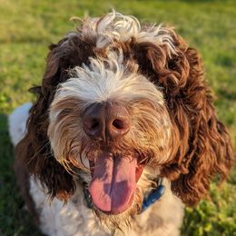 Goose - Goldendoodle
