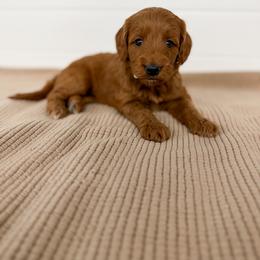 Yellow Collar - Red  female Goldendoodle puppy in Billings, Montana from Montana Raised Doodles