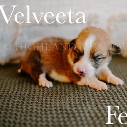 Velveeta - Red female Pembroke Welsh Corgi puppy in Bend, Oregon from Highland Meadow Corgis