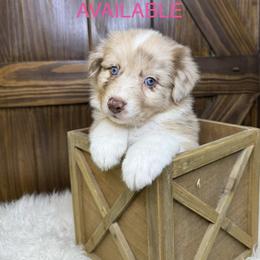 Hottie - Red merle female Australian Shepherd puppy in Texas from Legendary Canines