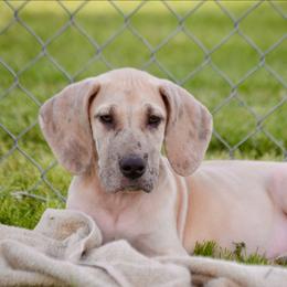 Fawn - Fawn male Great Dane puppy in Golconda, Illinois from Breken Great Danes