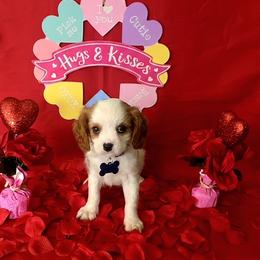 Chip - Blenheim male Cavalier King Charles Spaniel puppy in Pennsylvania from Julie's Cavalier King Charles Spaniels
