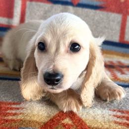 Lover Boy - Cream male Dachshund puppy in Okeechobee, Florida from HotShot Kennels