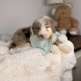 Palm - Brown merle male Aussiedoodle puppy in Sweetwater, Florida from Sandy Snout Doodles