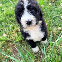 Dior with training - Black and white female Bernedoodle puppy in Boonville, North Carolina from Doods & Dolls