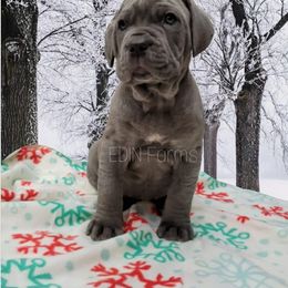 Neapolitan Mastiff Puppies from EDIN Farms Neos