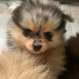 Oreo - Black and tan female Pomeranian puppy in Texas from Tiny Tornado Poms