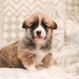 Buttercup - Sable female Pembroke Welsh Corgi puppy in Plains, Montana from Diamond Corgis