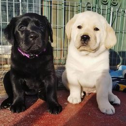 Labrador Retrievers from GoFetchLabs