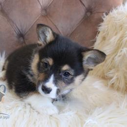 Orange Male - Black and tan male Pembroke Welsh Corgi puppy in Wayne City, Illinois from Lash Livestock & Corgis