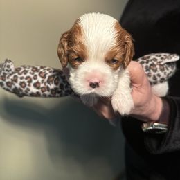 Cavalier King Charles Spaniel Puppies from Blessed Cavaliers