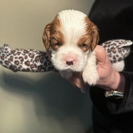 Cavalier King Charles Spaniel Puppies from Blessed Cavaliers