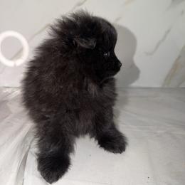 Navy - Black parti male Pomeranian puppy in Scio, Oregon from Mac Daddy Poms