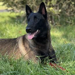 Akuma - Belgian Malinois