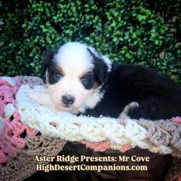 Mr. Cove - Black tri male Toy Australian Shepherd puppy in Dolan Springs, Arizona from High Desert Companions