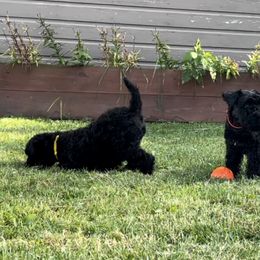 Kerry Blue Terrier Puppies from Costerra Kerry Blue Terriers