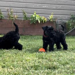 Kerry Blue Terrier Puppies from Costerra Kerry Blue Terriers