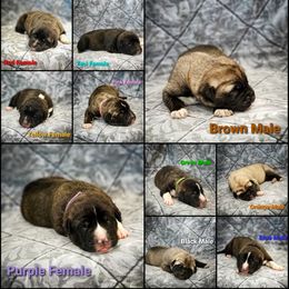 Anatolian Shepherd Dog and Australian Cattle Dog Puppies from 4D Cattle Dogs