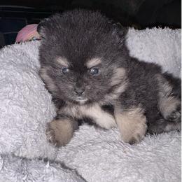 Bobby - Black and tan male Pomeranian puppy in East Mountain, Texas from Fairchild Fancy Pomeranians and Coachella Pomeranians