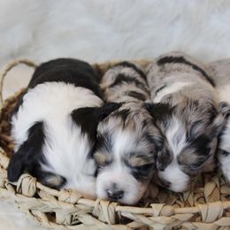 Aussiedoodle and Goldendoodle Puppies from Skyridge Doodles