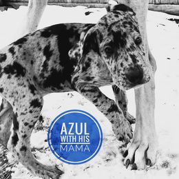 Doberman Pinscher and Great Dane Puppies from Von Schaaf Haus DuPree