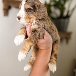 Whittier - Chocolate merle male Bernedoodle puppy in Ammon, Idaho from Little Stone Bernedoodles