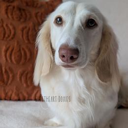 Sugar - Dachshund